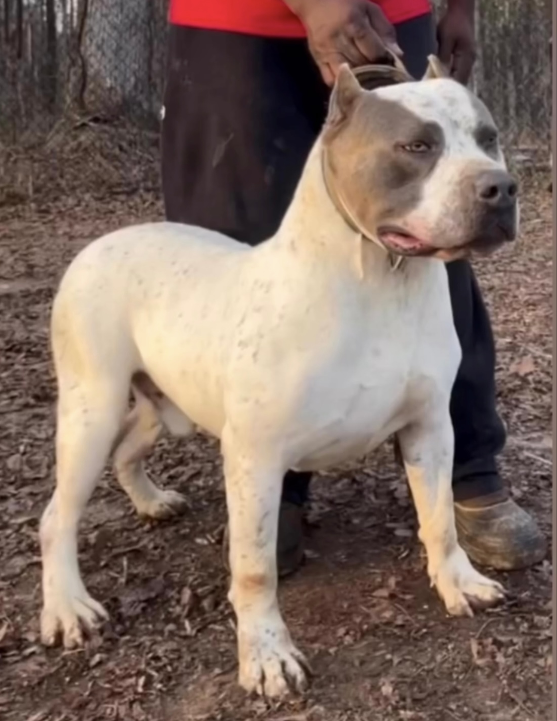 Dog Featured Image