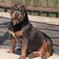 Dog Featured Image