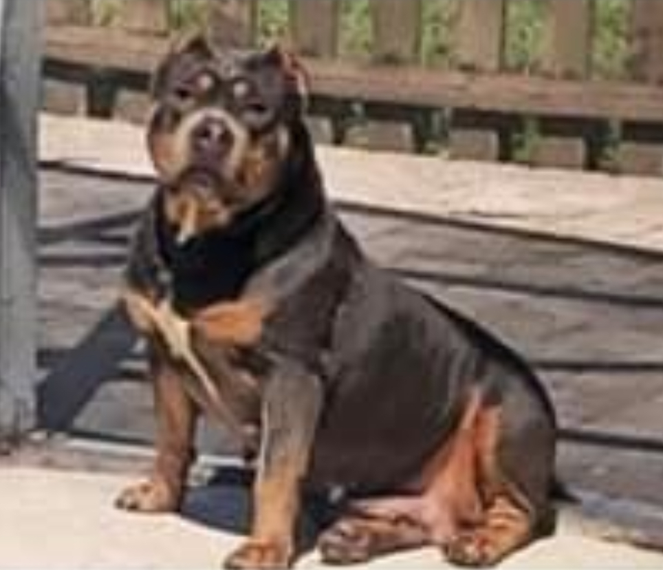 Dog Featured Image