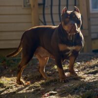 Dog Featured Image