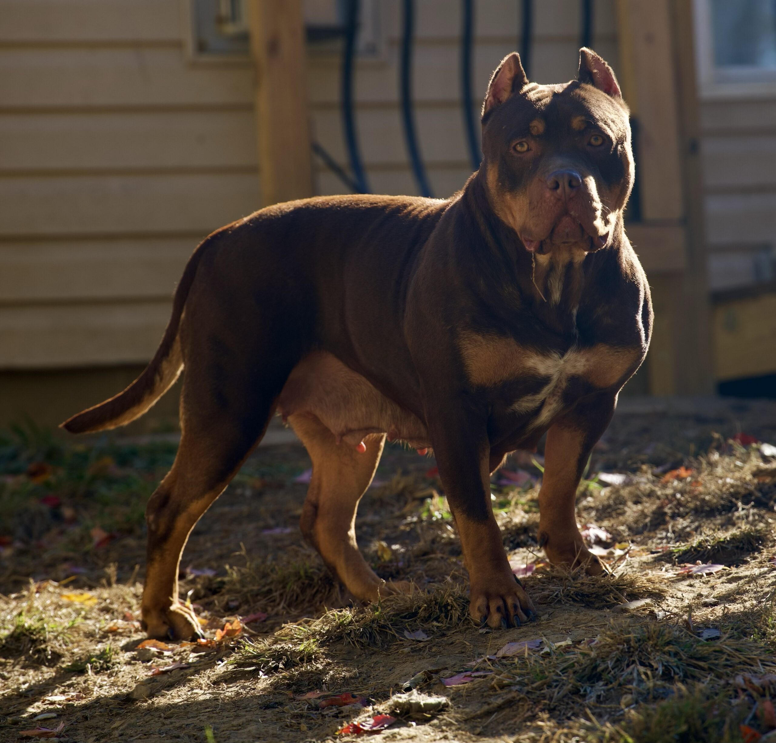 Dog Featured Image