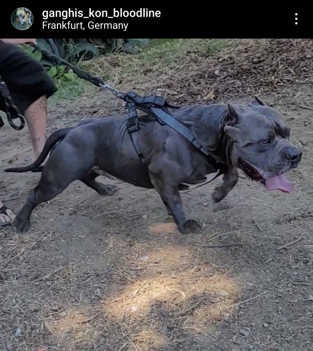 Dog Featured Image