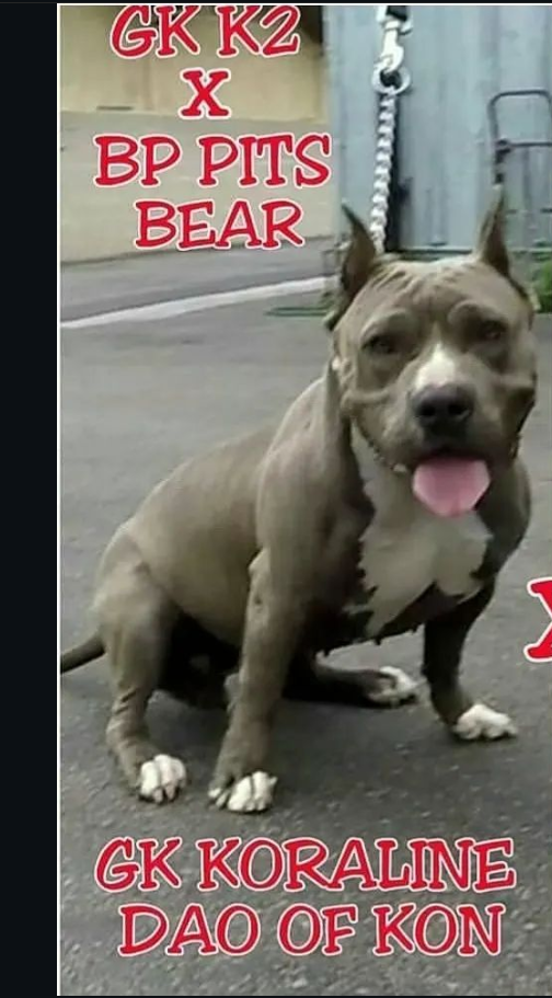 Dog Featured Image