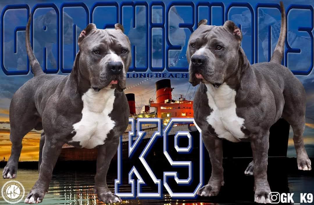 Dog Featured Image