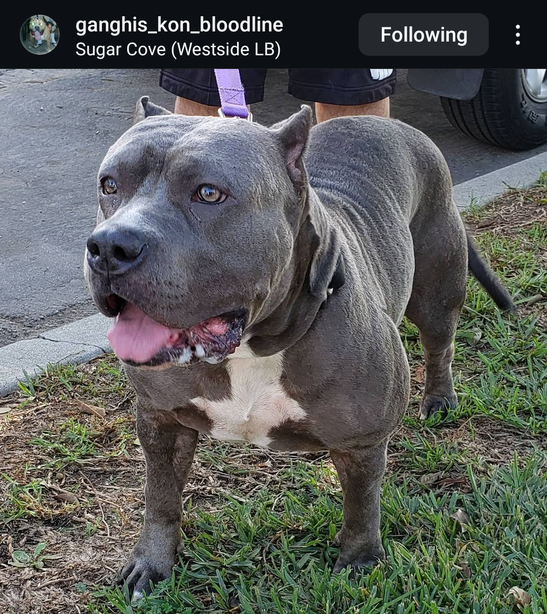 Dog Featured Image