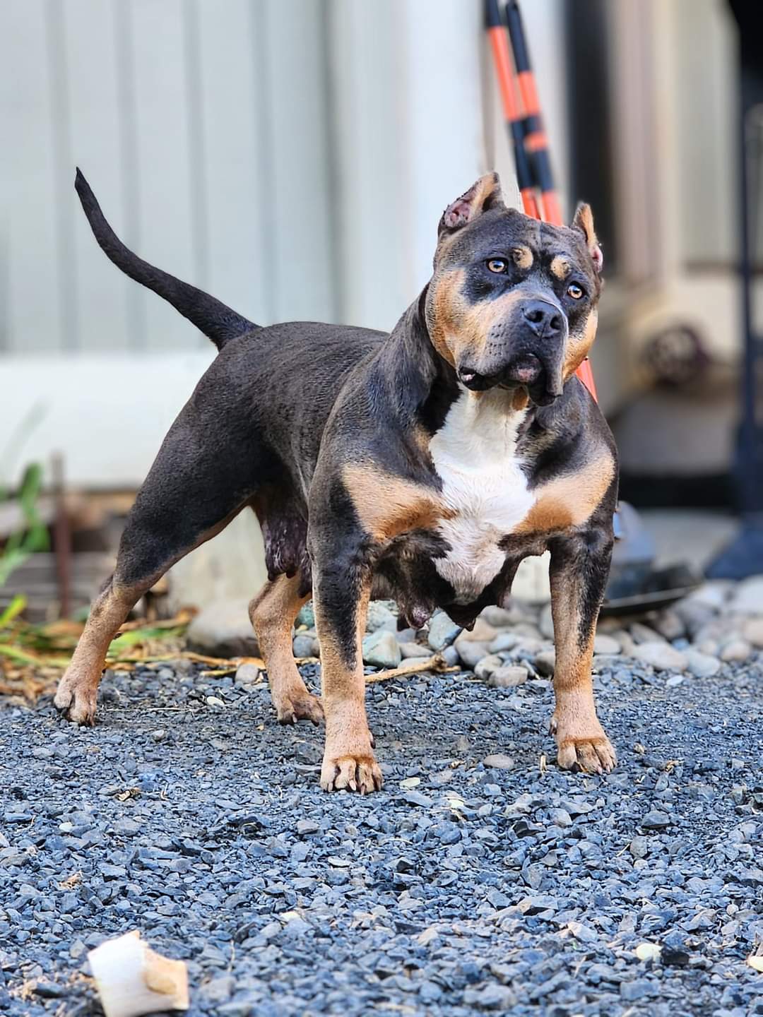 Dog Featured Image