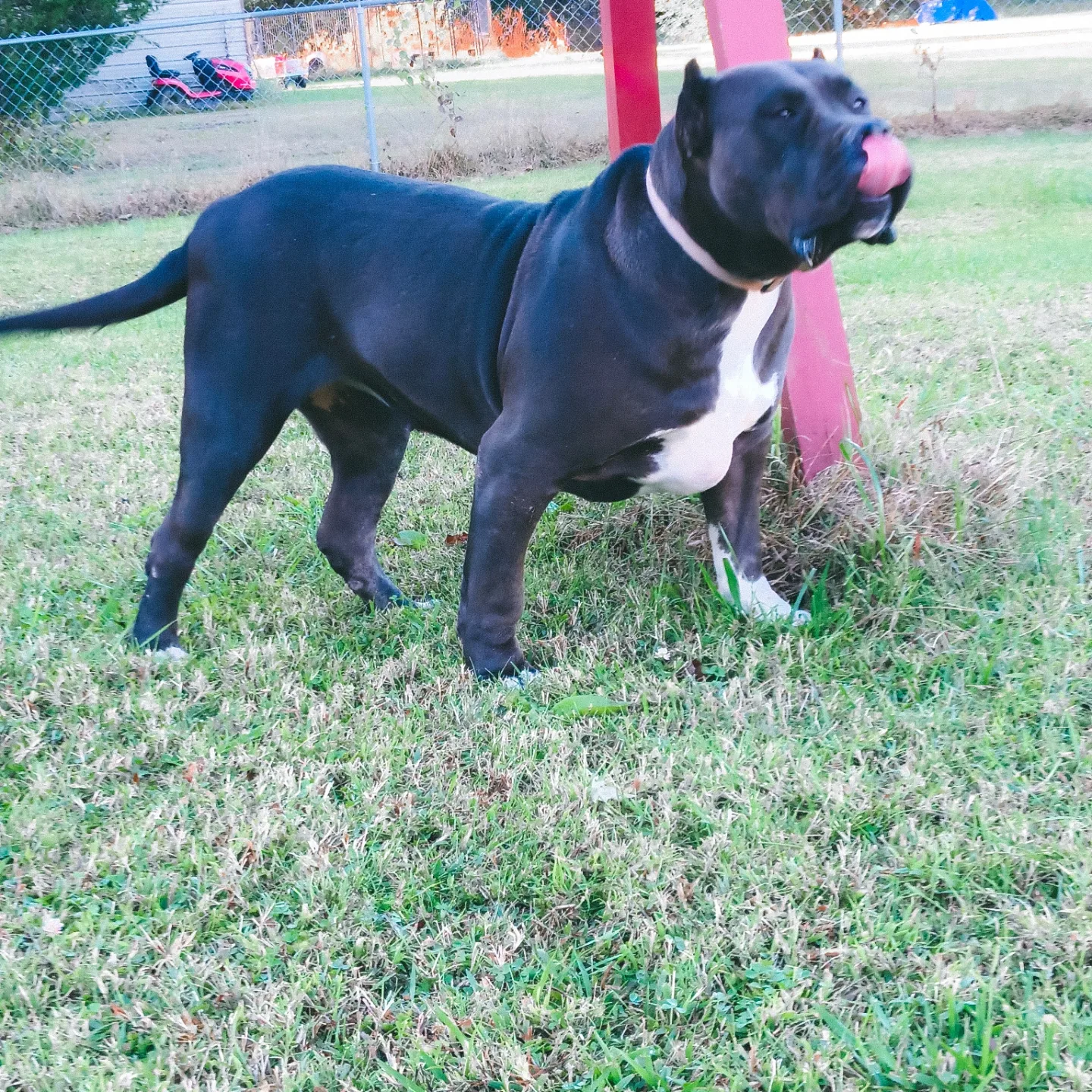 Dog Featured Image