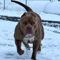 Dog Featured Image