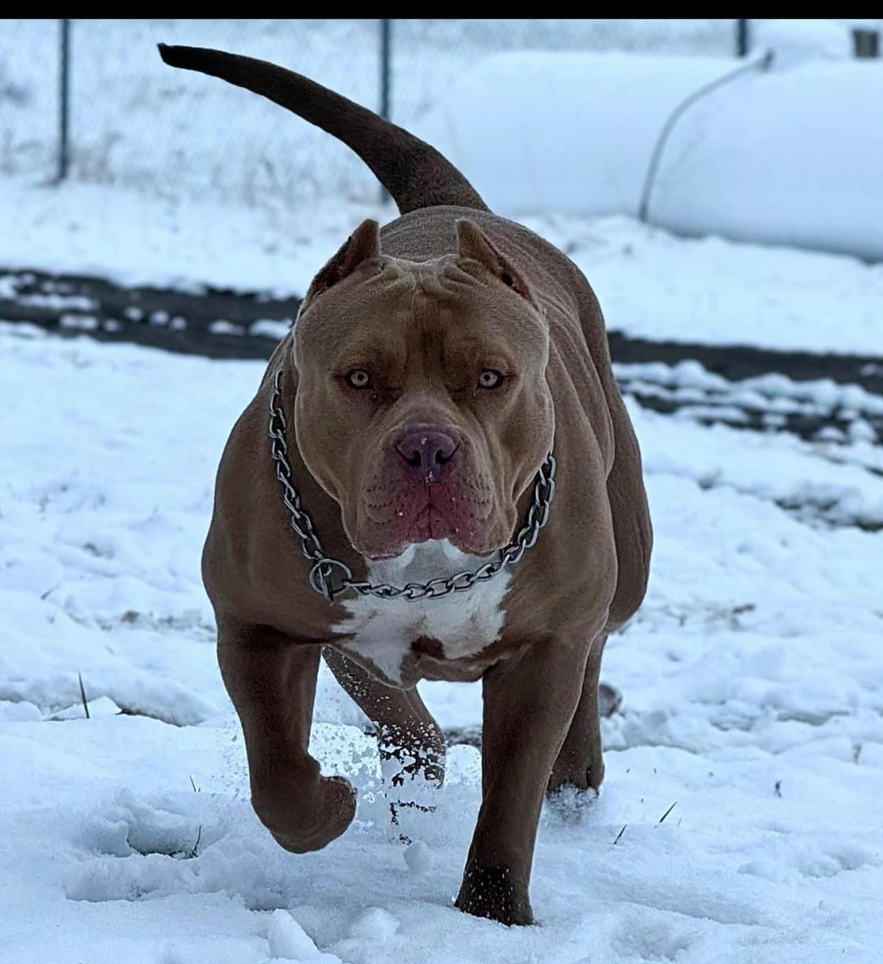 Dog Featured Image