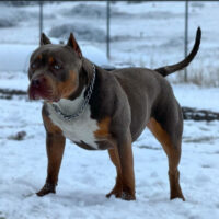 Dog Featured Image