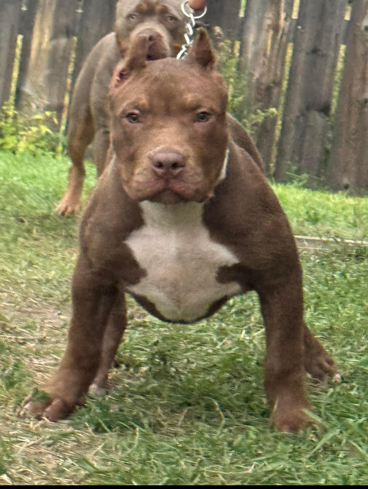 Dog Featured Image
