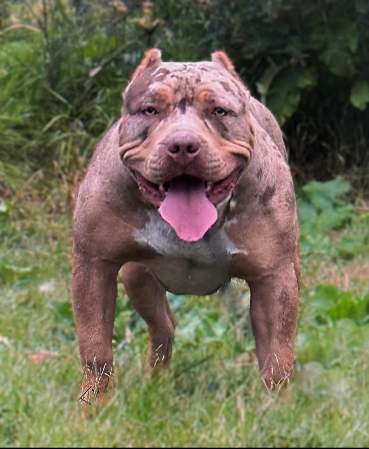 Dog Featured Image