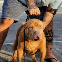 Dog Featured Image
