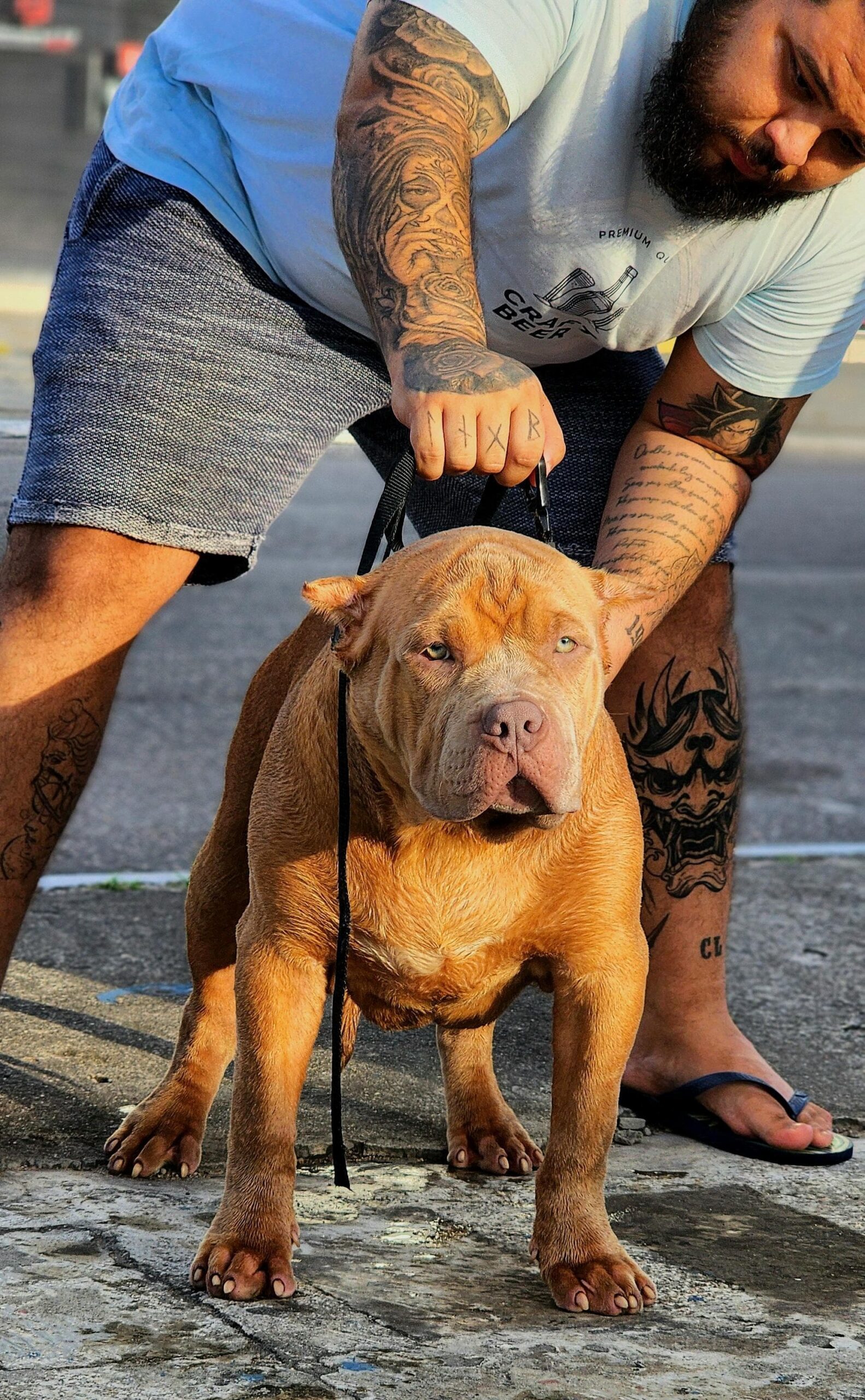 Dog Featured Image
