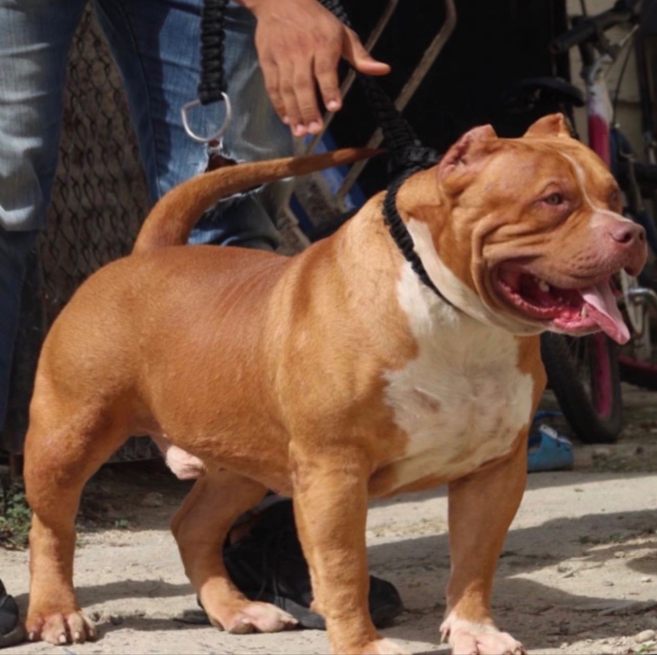 Dog Featured Image