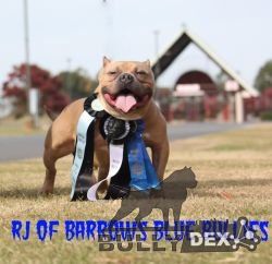 Dog Featured Image