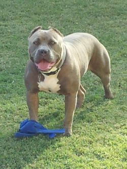 Dog Featured Image