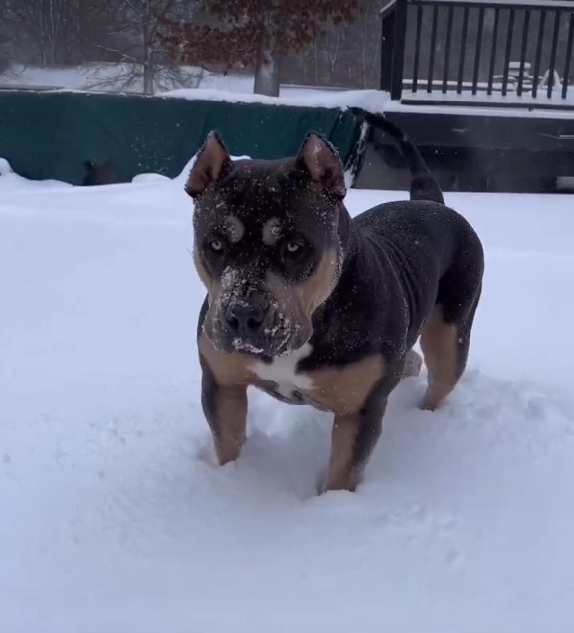 Dog Featured Image