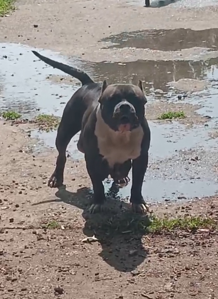 Dog Featured Image