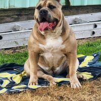 Dog Featured Image