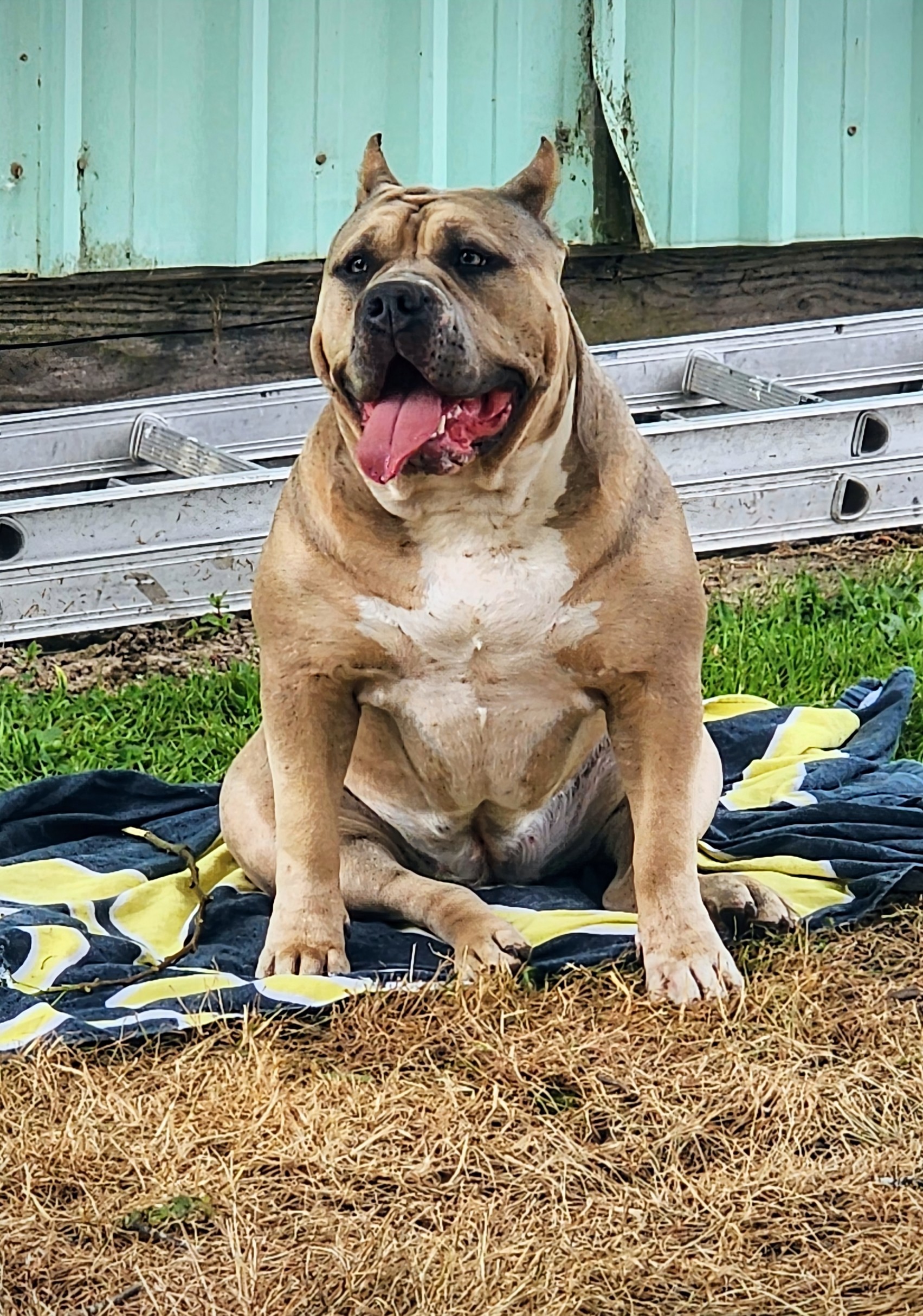 Dog Featured Image