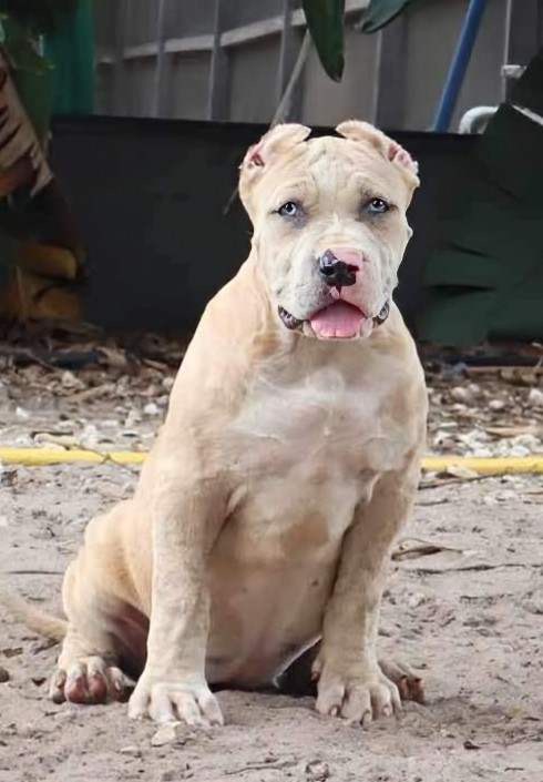 Dog Featured Image