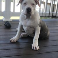 Dog Featured Image