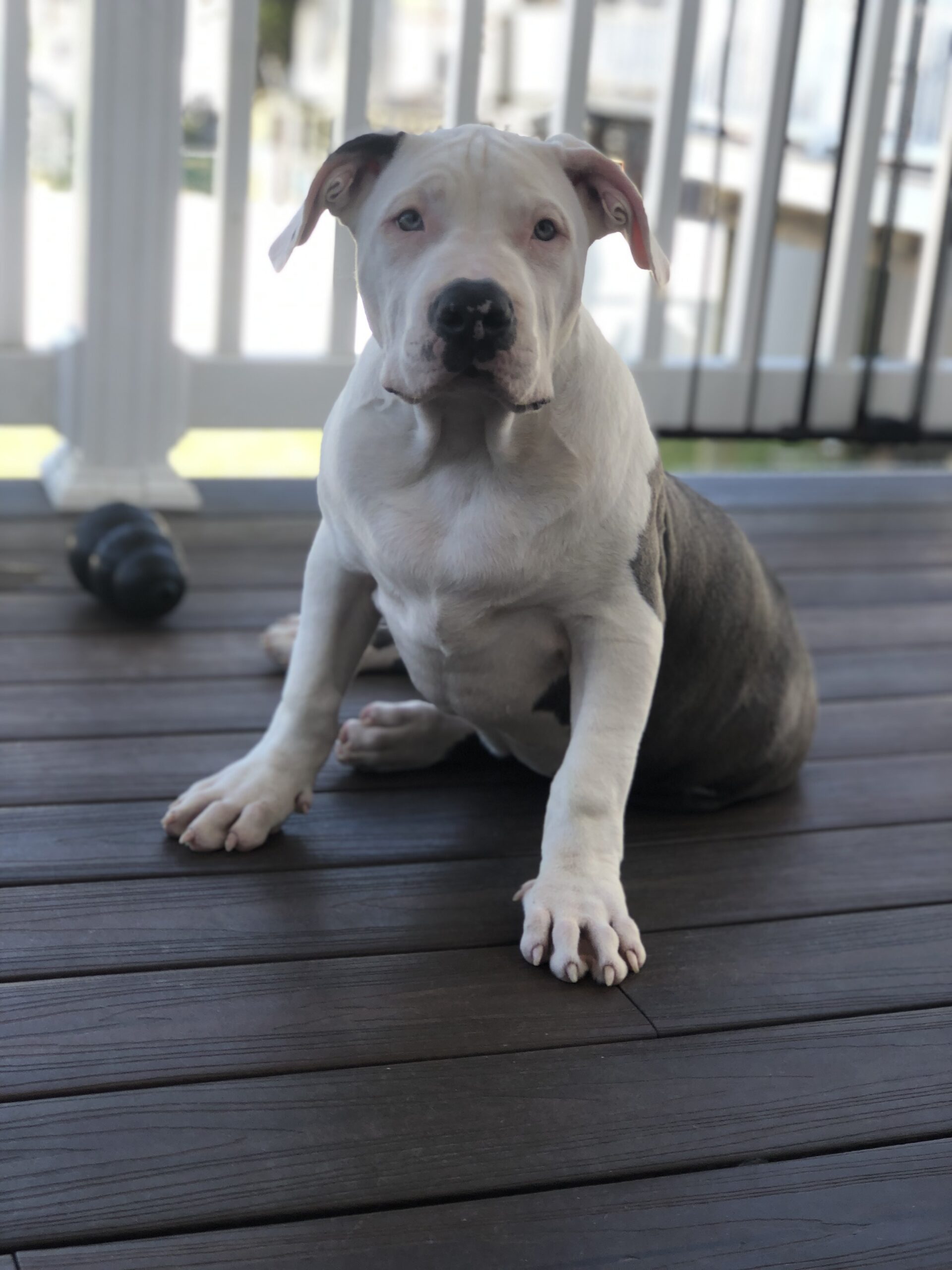 Dog Featured Image