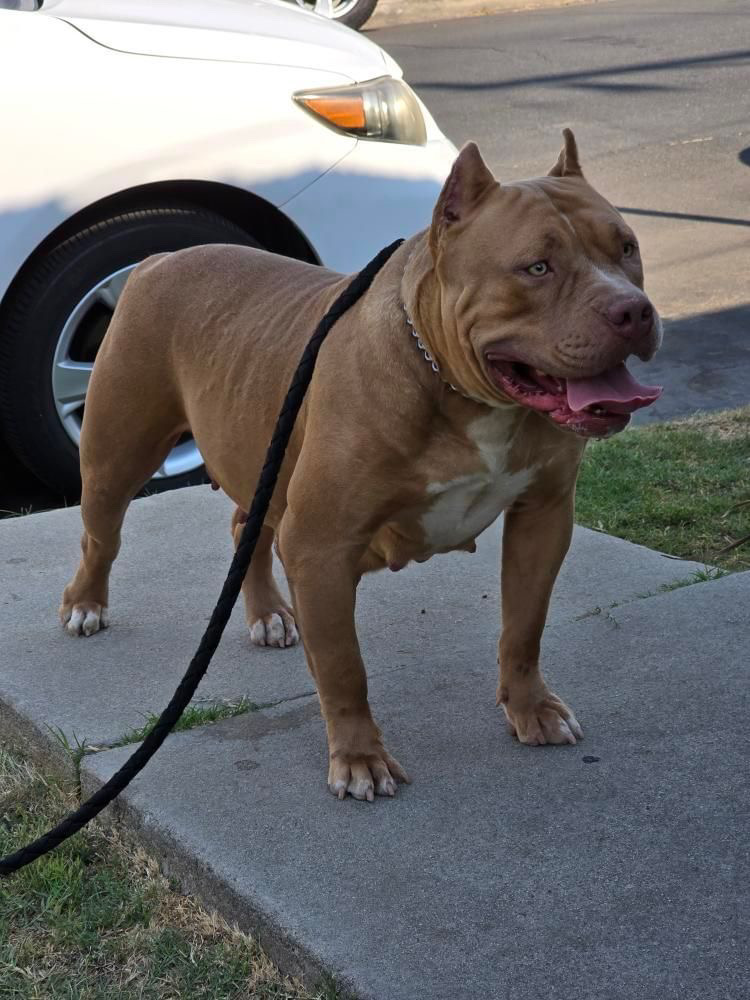 Dog Featured Image