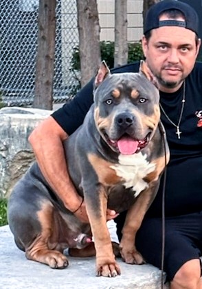Dog Featured Image