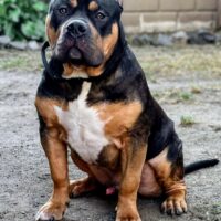 Dog Featured Image