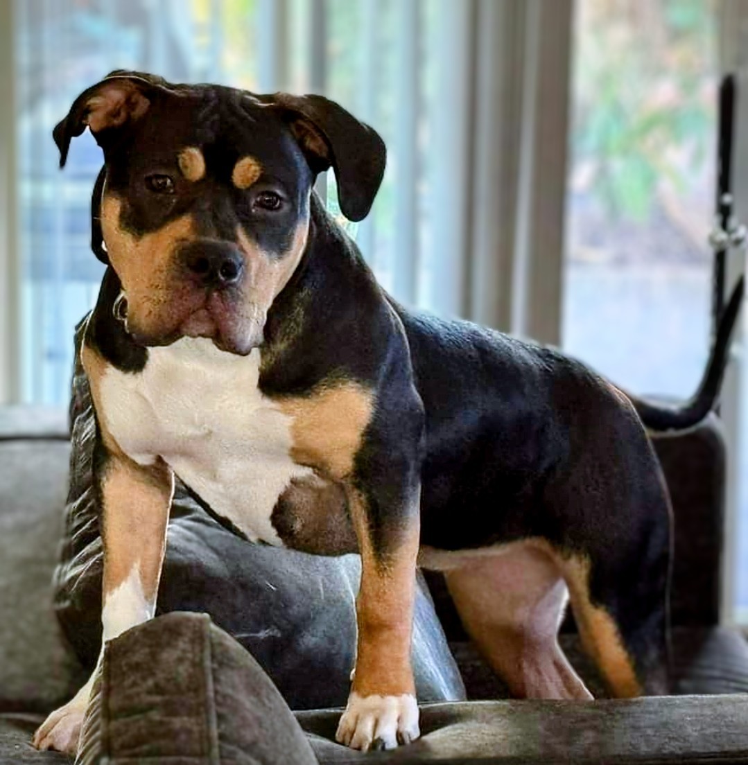 Dog Featured Image