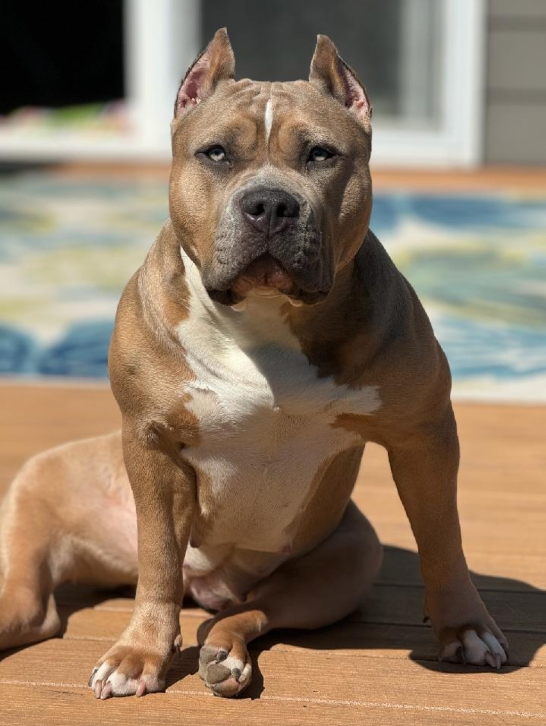 Dog Featured Image