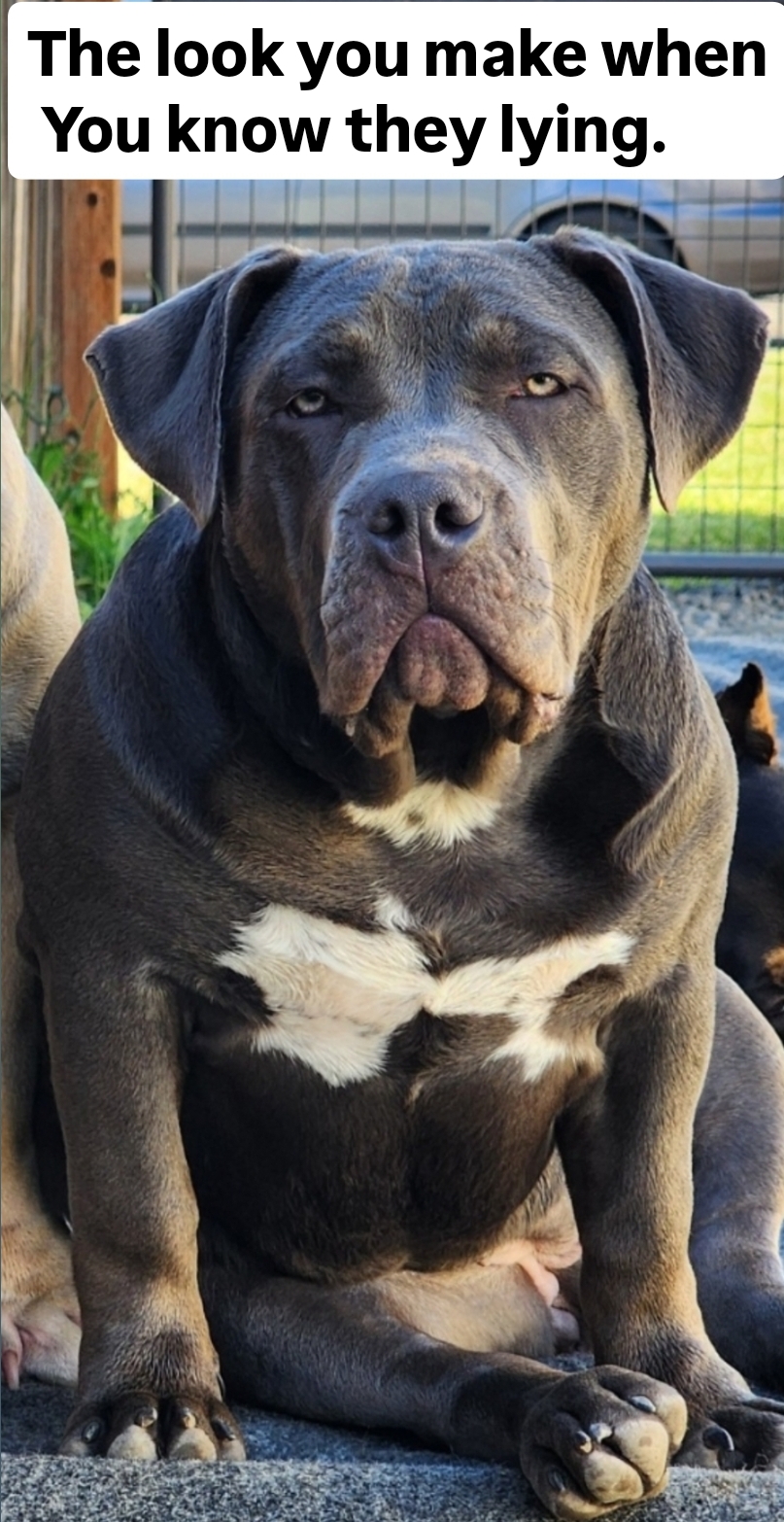 Dog Featured Image