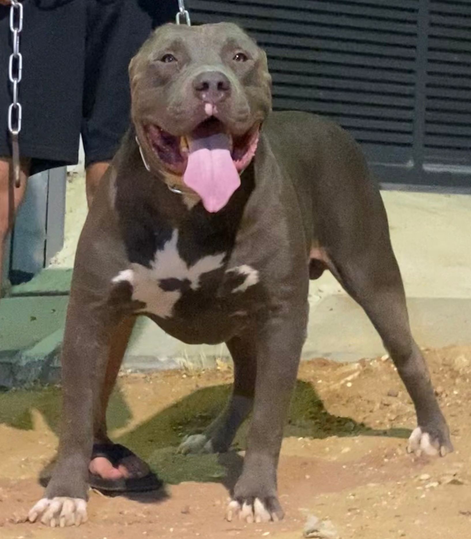 Dog Featured Image