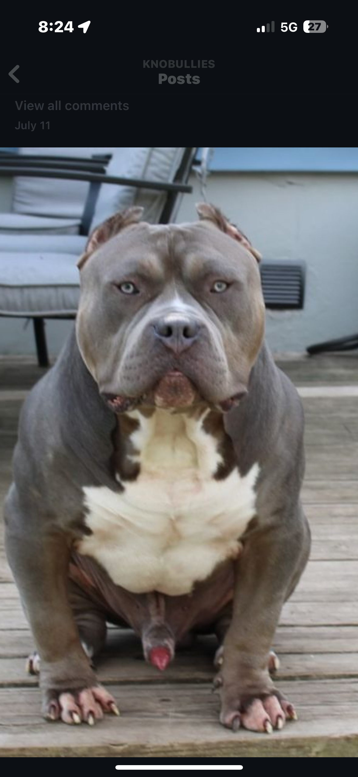 Dog Featured Image