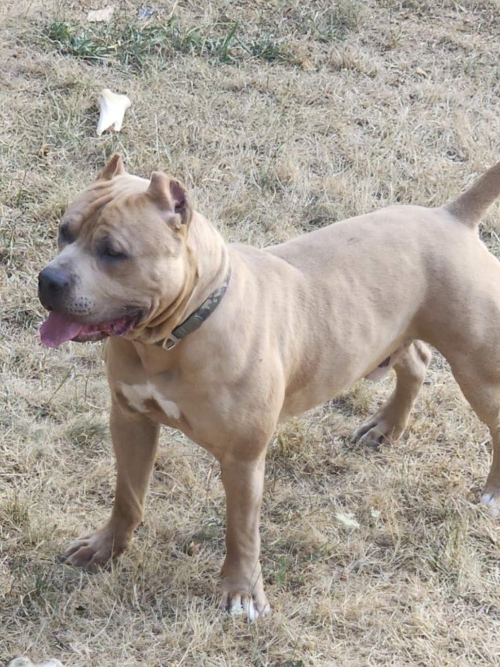 Dog Featured Image