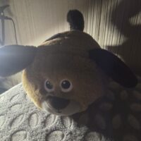 Dog Featured Image