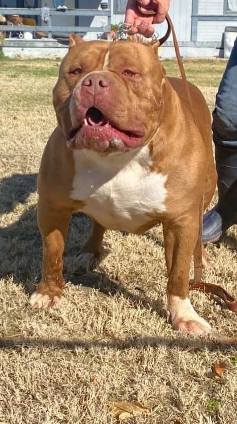 Dog Featured Image