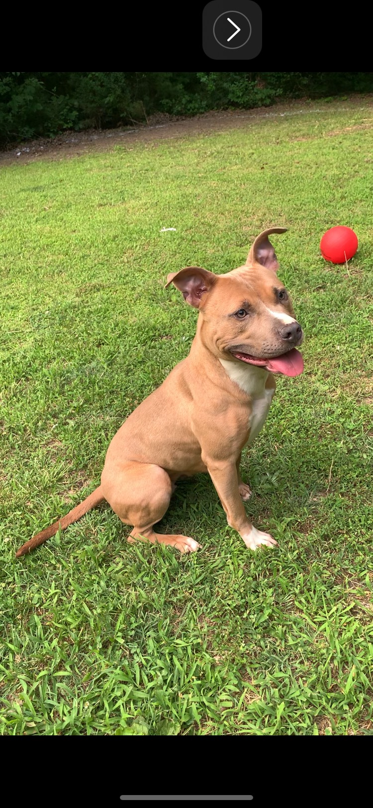 Dog Featured Image