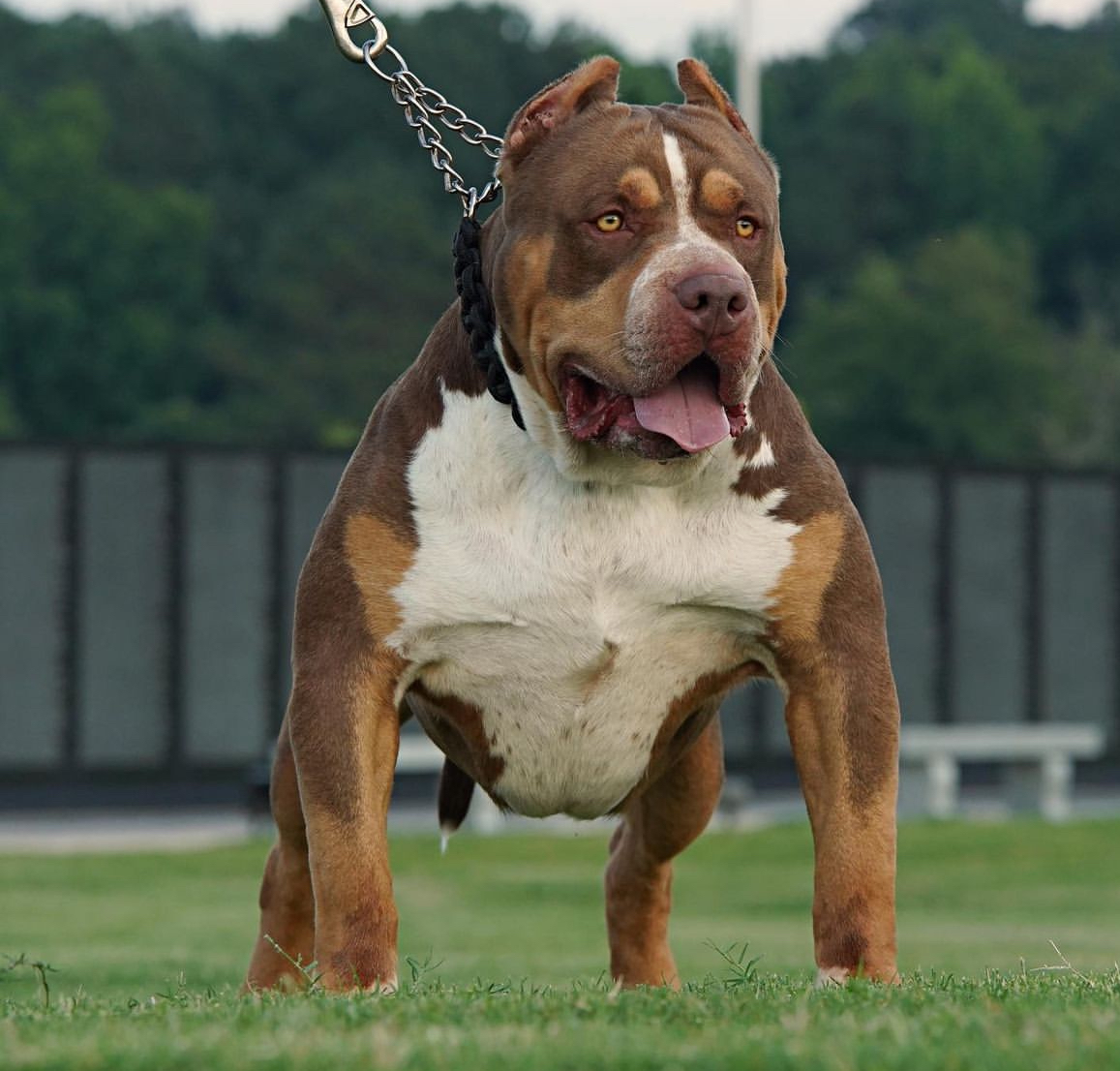 Dog Featured Image