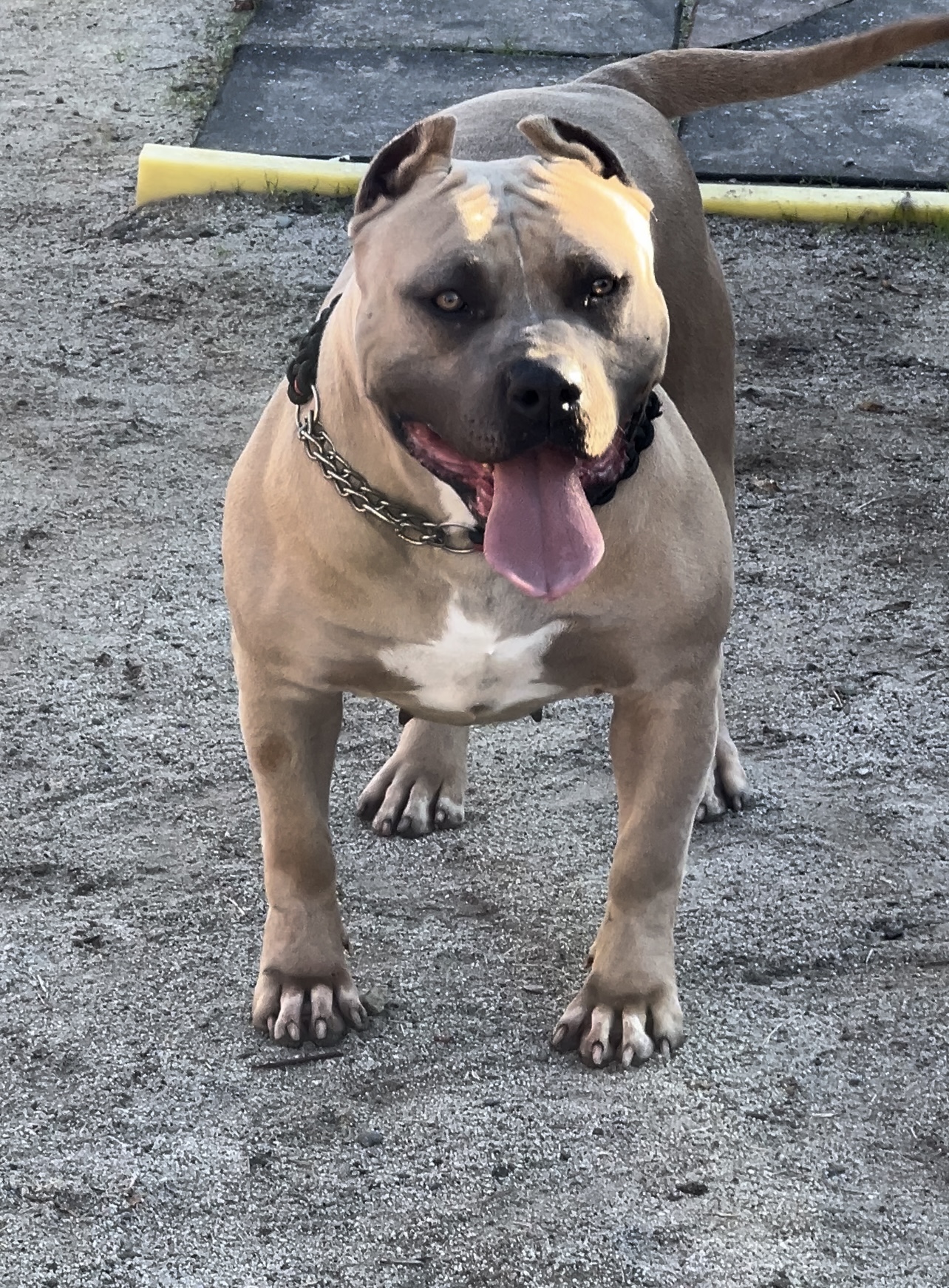 Dog Featured Image