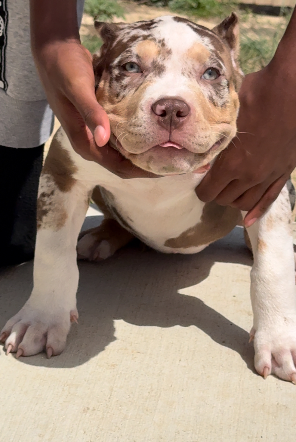 Dog Featured Image