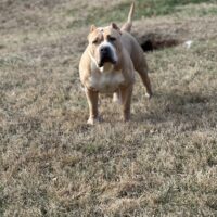 Dog Featured Image