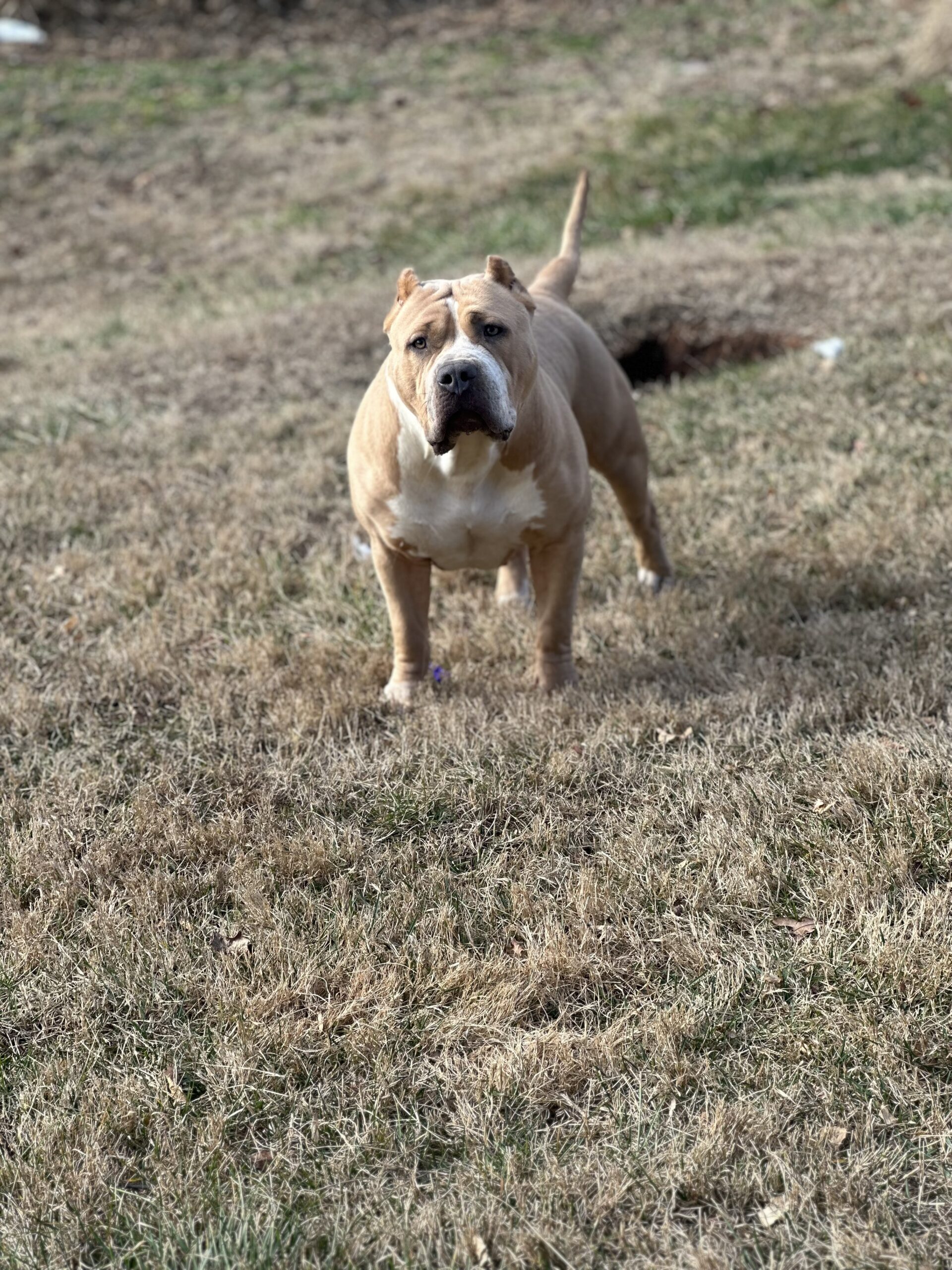Dog Featured Image