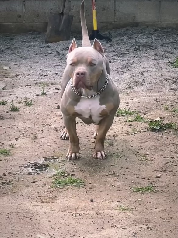 Dog Featured Image