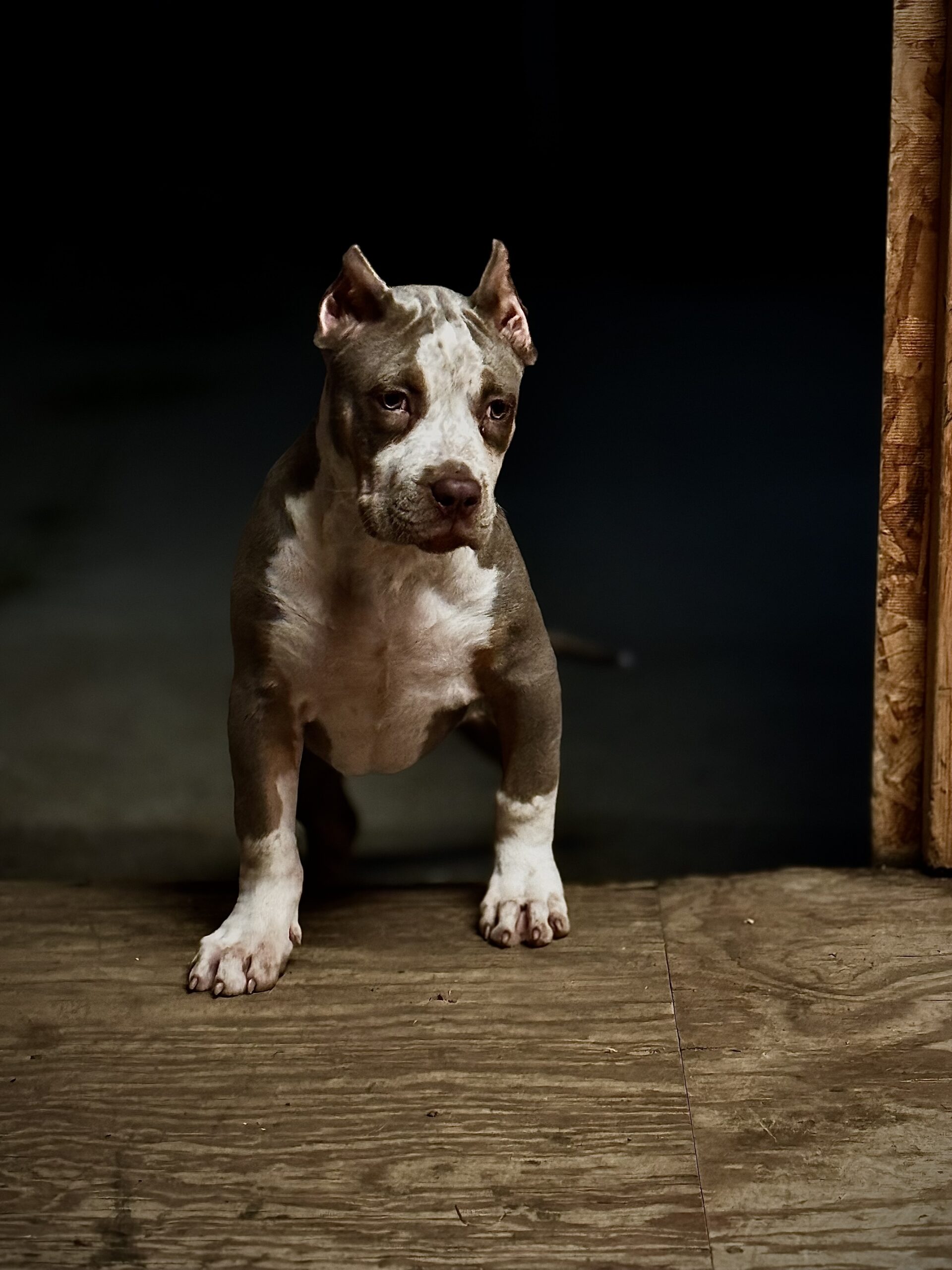 Dog Featured Image