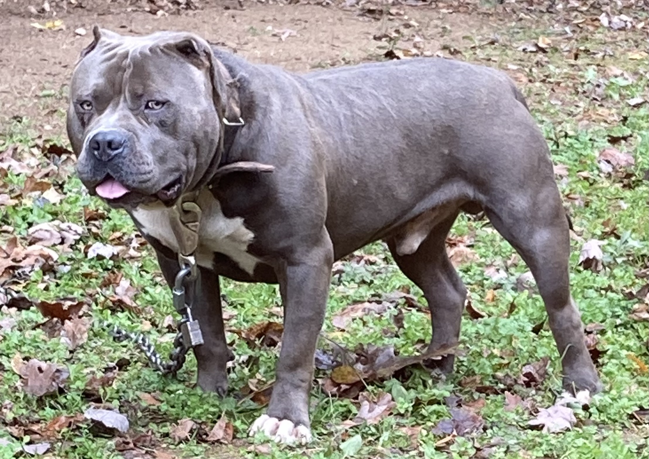 Dog Featured Image