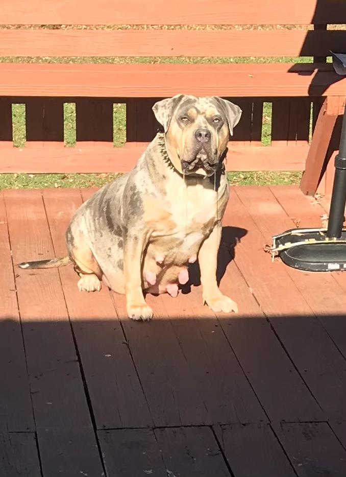 Dog Featured Image