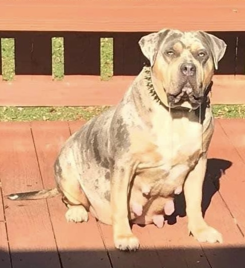 Dog Featured Image